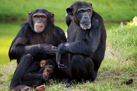 From Nairobi: Overnight Ol Pejeta Conservancy Safari From Nairobi: Overnight Ol Pejeta Conservancy Safari