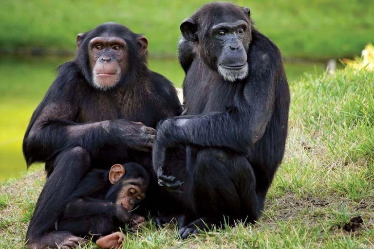 From Nairobi: Overnight Ol Pejeta Conservancy Safari From Nairobi: Overnight Ol Pejeta Conservancy Safari