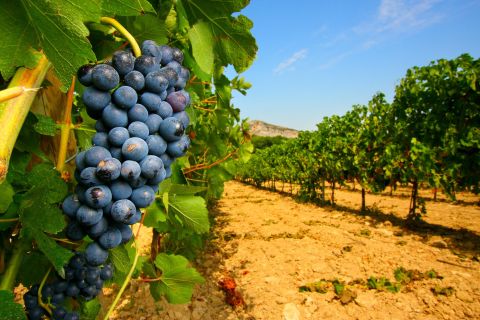 Depuis Avignon : visite d'une demi-journée dans les grands vignobles
