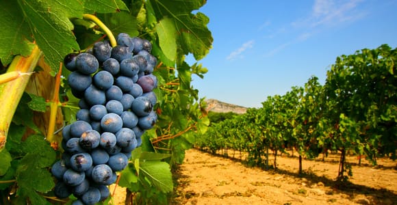 Ab Avignon: Halbtägige Weinberg-Tour durch Côtes du Rhône