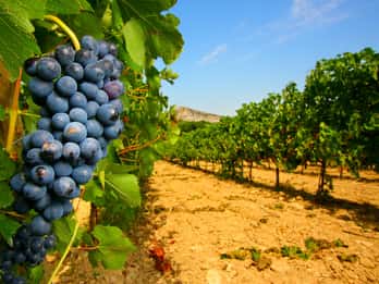 Ab Avignon: Halbtägige Weinberg-Tour durch Côtes du Rhône Ab Avignon: Halbtägige Weinberg-Tour durch Côtes du Rhône
