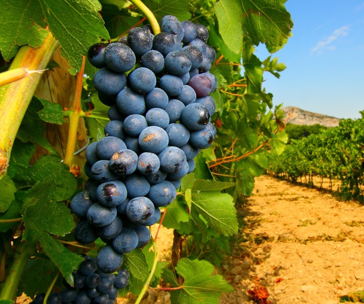 Fra Avignon: Halvdags vingårdstur