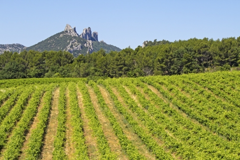 Depuis Avignon: visite d'une demi-journée des grands vignobles