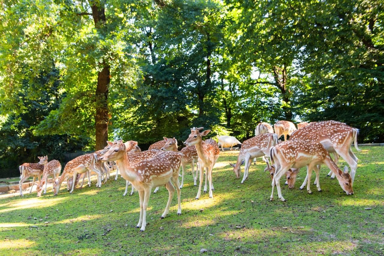 Stresa: Eintrittskarte für den Parco Pallavicino