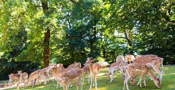 Stresa: Parco Pallavicino Entry Ticket