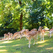 Stresa: Eintrittskarte für den Parco Pallavicino