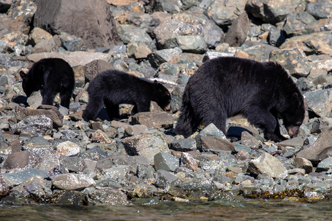 Campbell River: Spring Bear Watching & Waterfalls Boat Tour