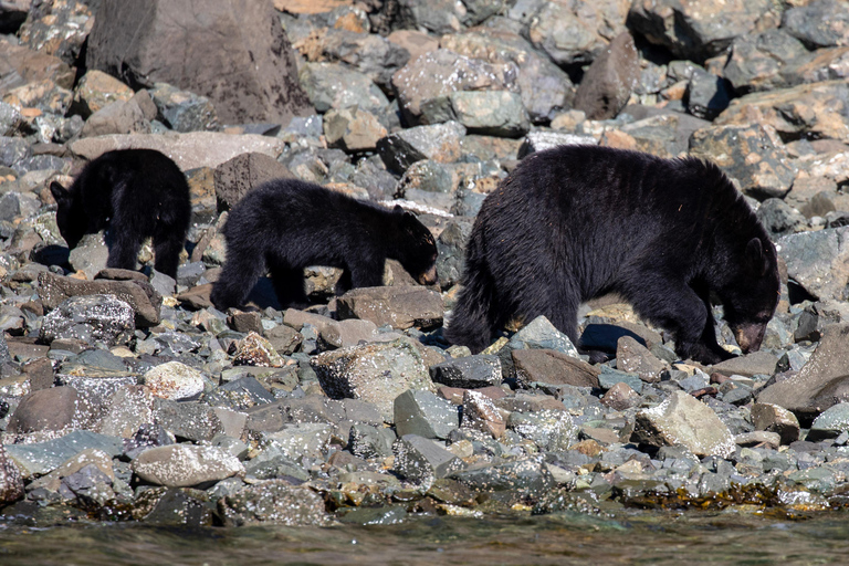 Campbell River: Spring Bear Watching & Waterfalls Boat Tour