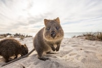 Rottnest Island All-Inclusive Day Tour from Perth - Housity