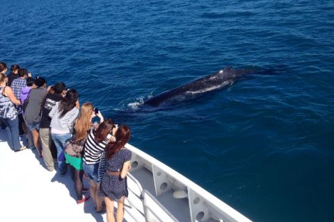 Perth: crociera di avvistamento delle balene dal porto di Hillarys