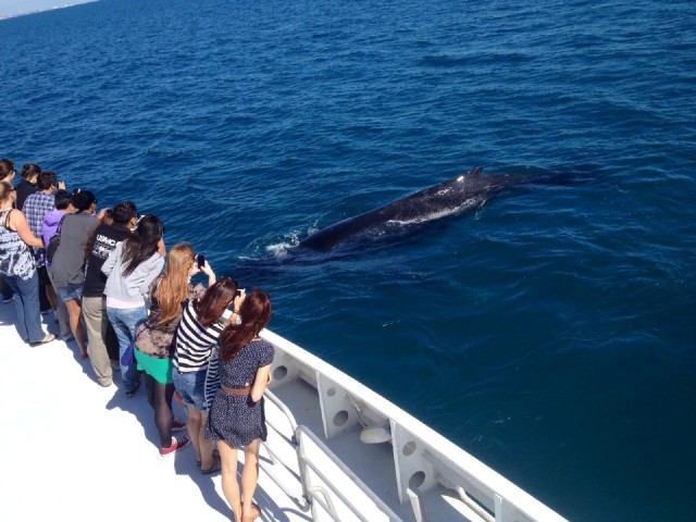 Visit Perth Whale Watching Cruise from Hillarys Boat Harbor in Perth, Western Australia