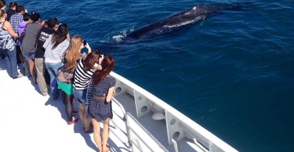 Perth: Whale-Watching-Bootsfahrt vom Hillarys Boat Harbour