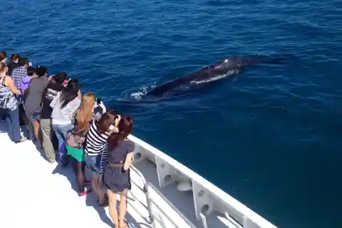 Perth: Whale Watching Cruise from Hillarys Boat Harbor