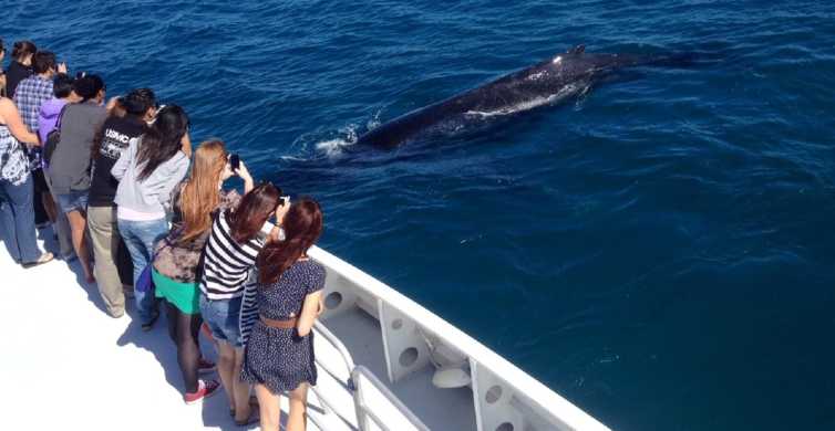 Perth Whale Watching Cruise from Hillarys Boat Harbor