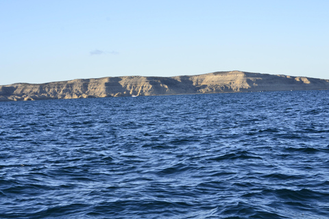 Península Valdés: Whale Watching Boat Tour with Guide