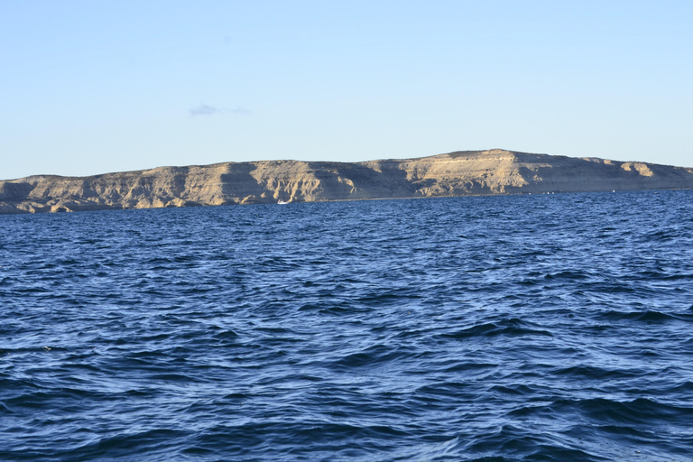 Península Valdés: Whale Watching Boat Tour with Guide