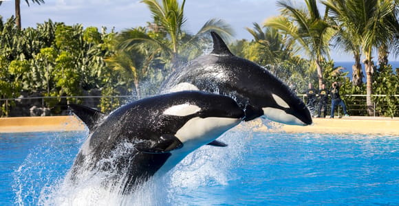 Desde Gran Canaria: excursión de 1 día al Loro Parque en Tenerife
