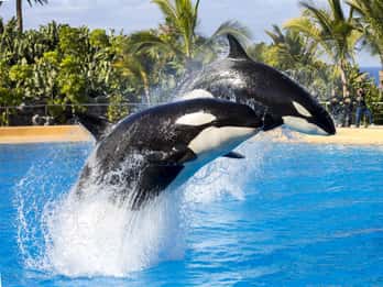Desde Gran Canaria: excursión de un día a Loro Parque Tenerife