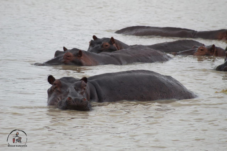 Selous : Un safari hors route d&#039;une journée au départ de Zanzibar