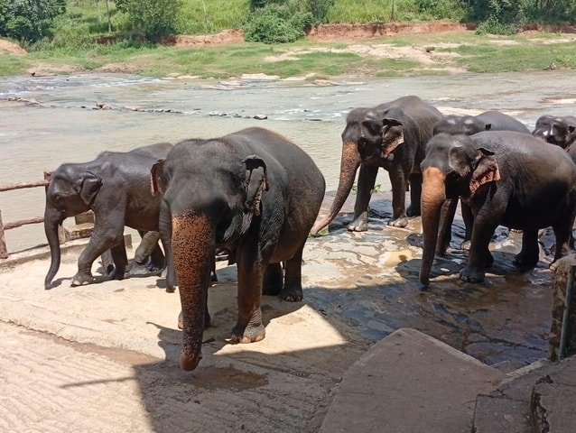Ambuluwawa & Elephant Orphanage Tour by Private Tuk-Tuk