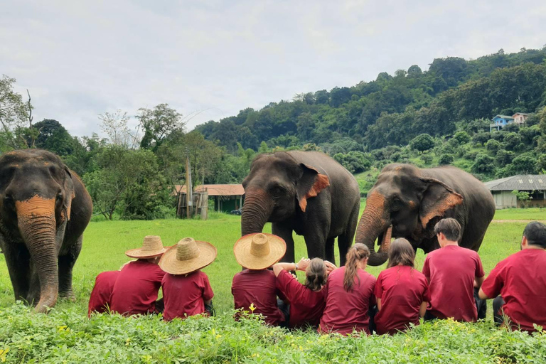 Rantong elephant sanctuary Chiangmai