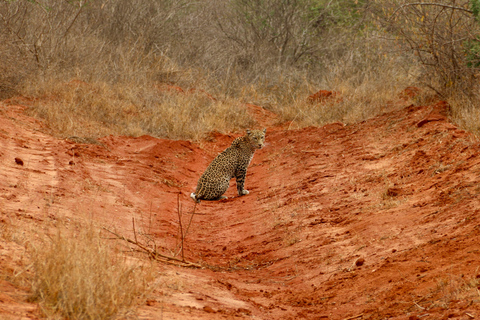 Safari nocturno al Parque Nacional de Tsavo Oriental desde Mombasa