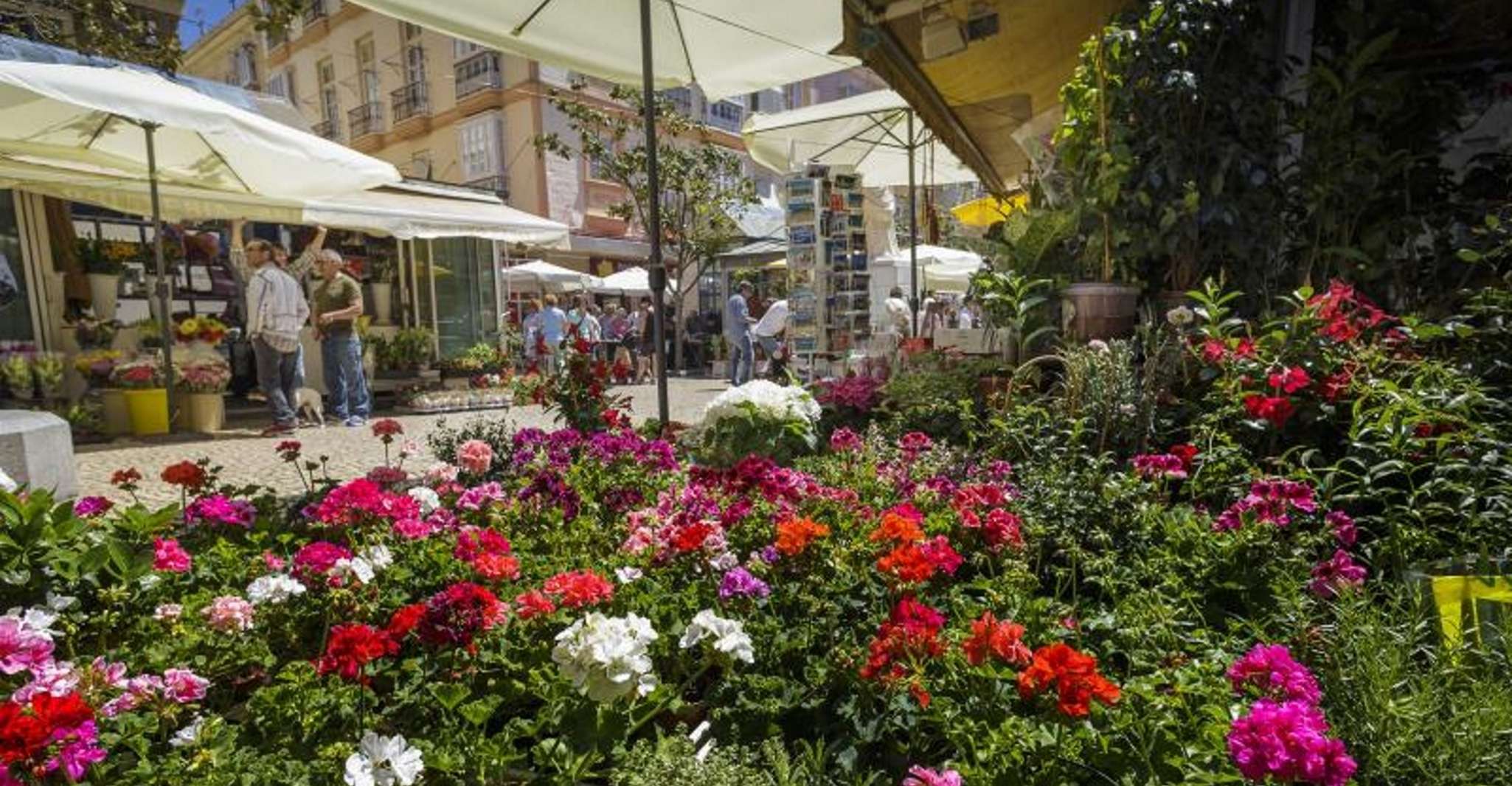 Cadiz: Guided City Tour photo 5