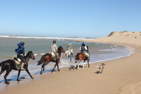 Essaouira: esperienza di equitazione di un'ora