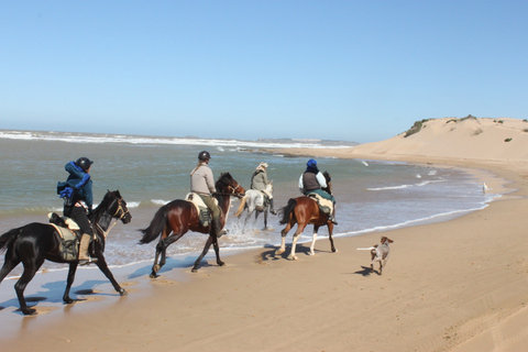 From Essaouira: 1-Hour Horse Ride