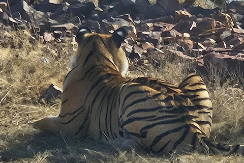 8-Day Golden Triangle Tour With Ranthambore & Jhalana Safari Tour With 3-Star Hotel Recommendation