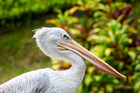 Parque de aves de Bali: ticket de entrada de un díaBoleto de 1 día para visitantes internacionales