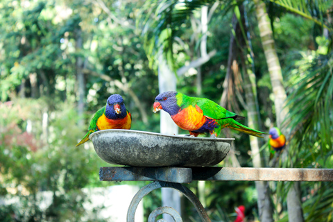 Parque de aves de Bali: ticket de entrada de un díaBoleto de 1 día para visitantes internacionales