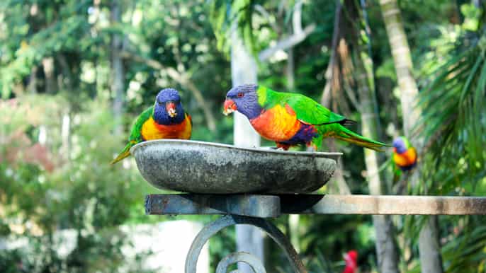 bali bird park 1day admission ticket