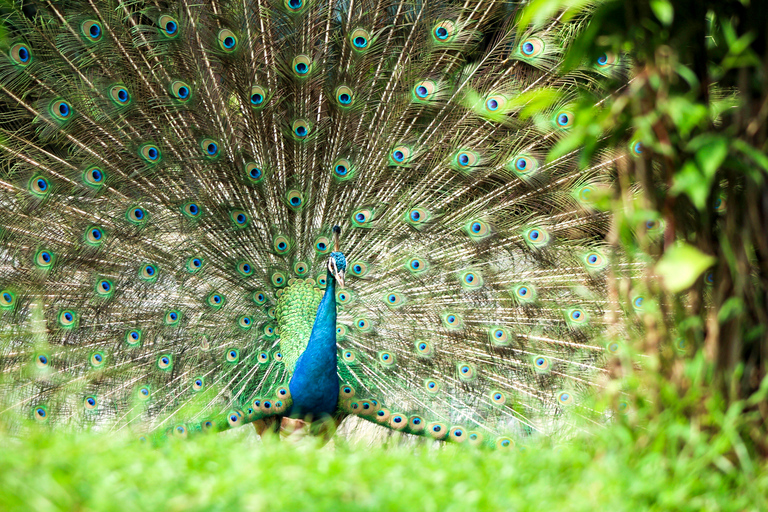 Parque de aves de Bali: ticket de entrada de un díaBoleto de 1 día para visitantes internacionales