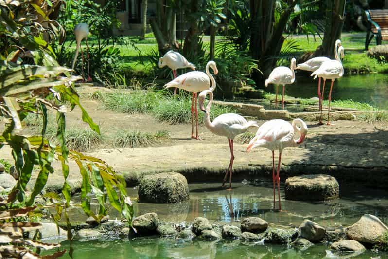 Bali Bird Park: 1-Day Admission Ticket | GetYourGuide