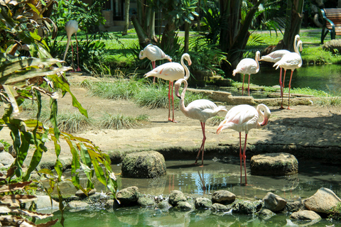 Parque de aves de Bali: ticket de entrada de un díaBoleto de 1 día para visitantes internacionales