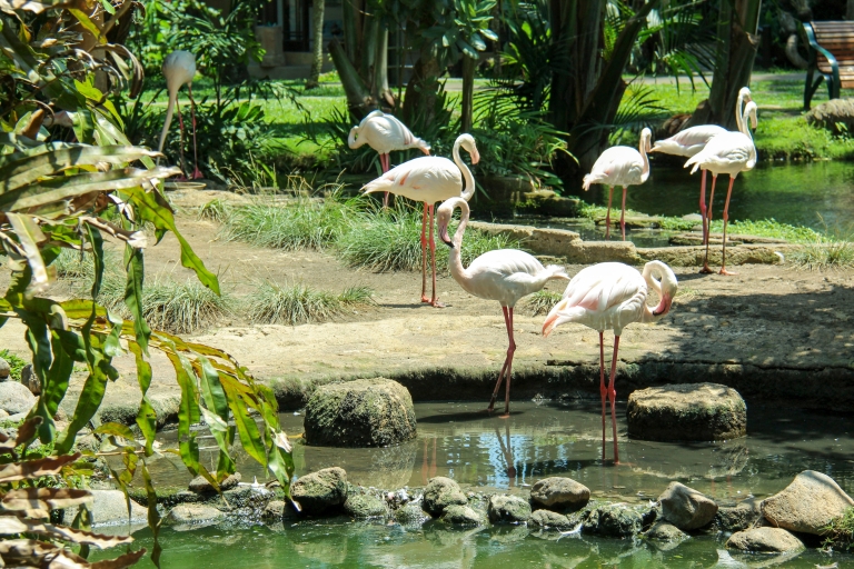 Bali Bird Park: 1-Tages-Eintrittskarte1-Tages-Ticket für internationale Besucher