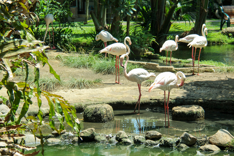 Bali Bird Park: 1-Day Admission Ticket 1-Day Ticket for International Visitors