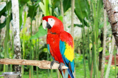 Bali Bird Park: 1-Tages-Eintrittskarte1-Tages-Ticket für internationale Besucher