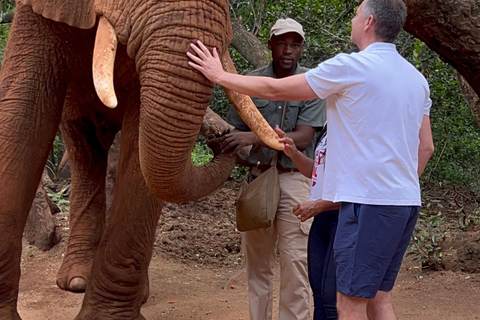 Johannesburg: Halvdagstur till elefant- och apreservatetPrivat halvdag i Johannesburgs elefant- och apreservat