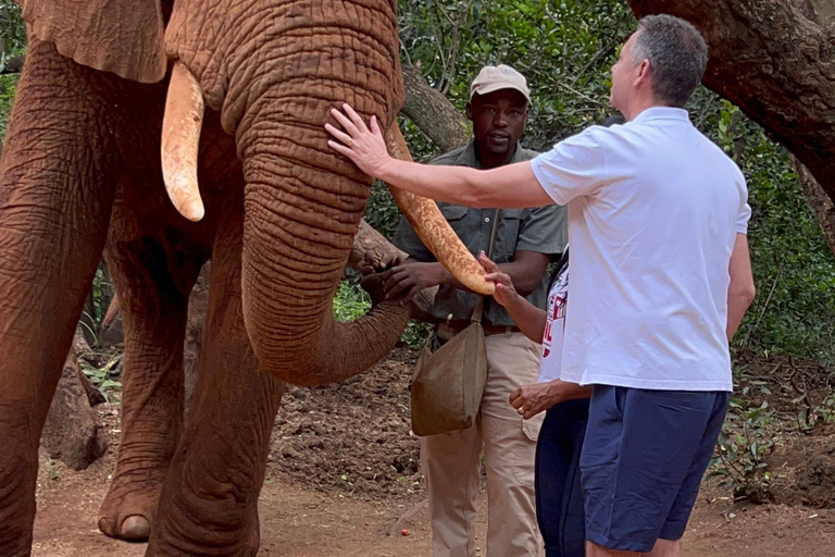 Johannesburg: Halvdagstur till elefant- och apreservatetPrivat halvdag i Johannesburgs elefant- och apreservat