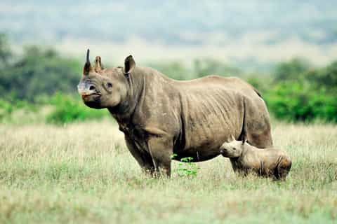 Nairobi National Park: Half-Day Guided Tour from Nairobi