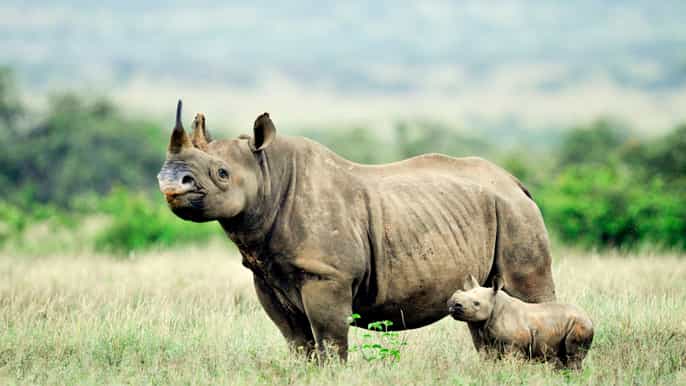 nairobi national park halfday guided tour from nairobi