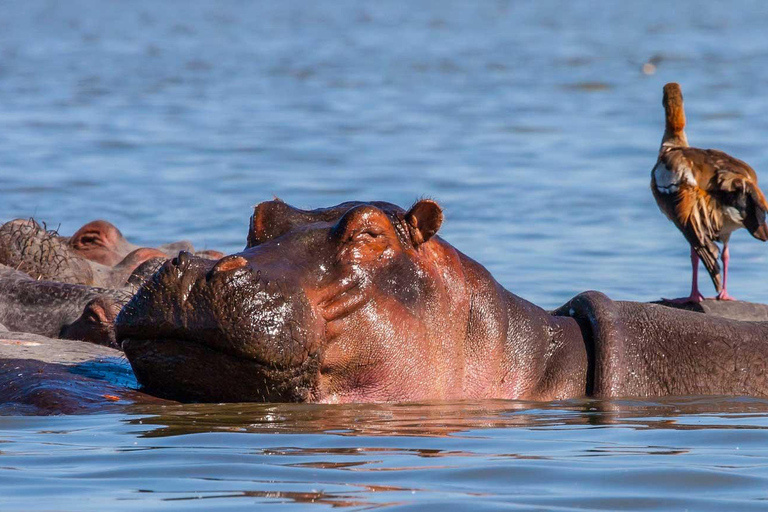 Nairobi Day Trip To Crescent Island Game Park- Lake Naivasha