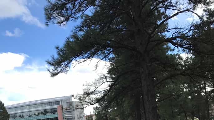 flagstaff segway tour