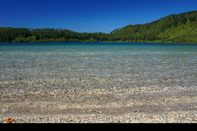 From Auckland: Rotorua Lakes, Redwood & Geothermal Day Trip
