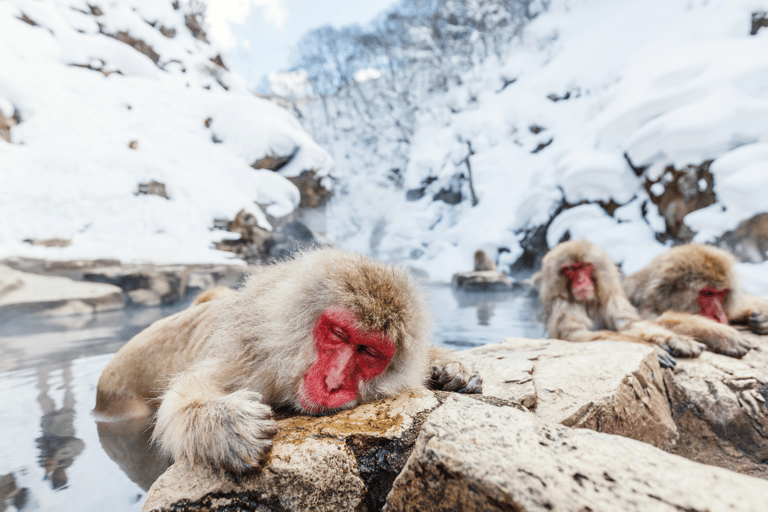 Nagano: Snow Monkeys, Sake Tasting & Zenkoji Private Tour Pick Up From Nagano Area
