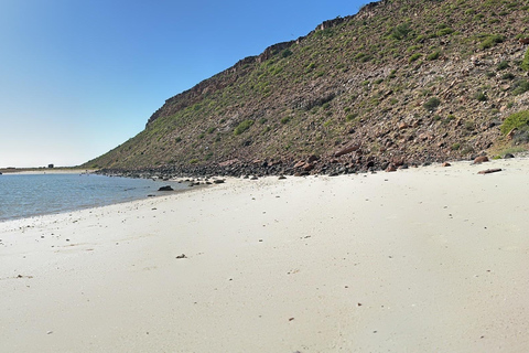 La Paz: Espiritu Santo Island Tour