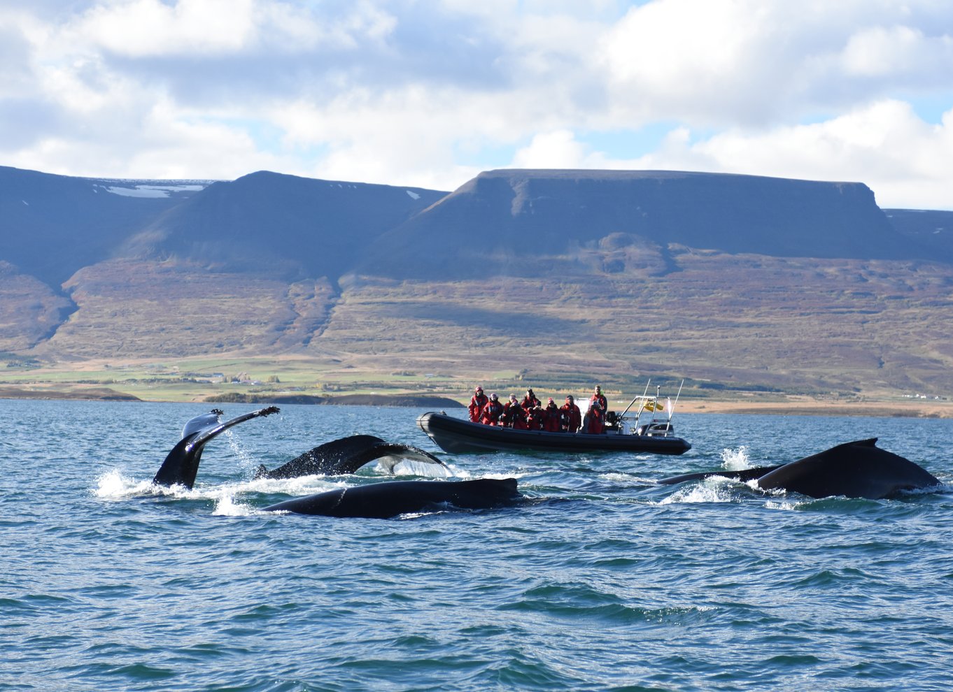 Akureyri: 2-timers hvalsafari med RIB-speedbåd