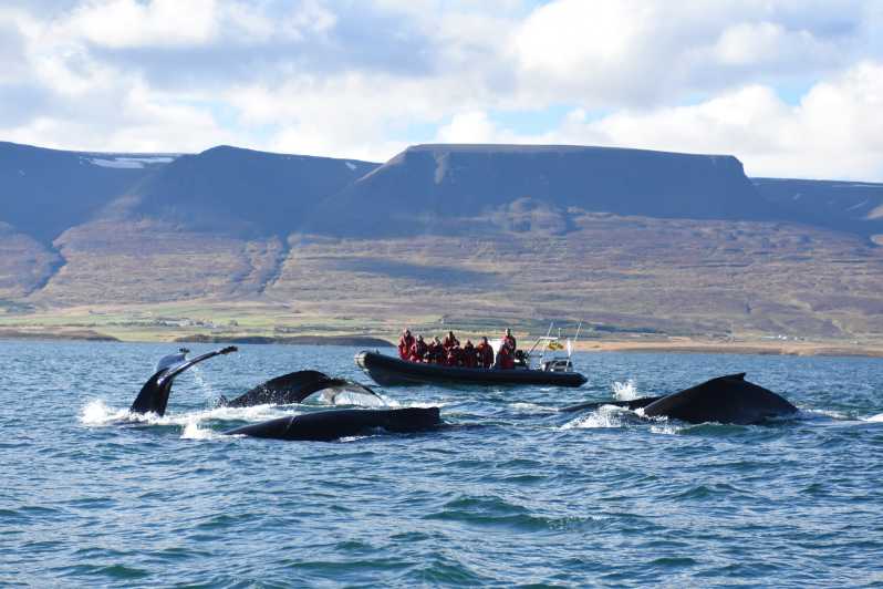 Akureyri: 2 uur walvisspotten met een RIB-speedboot
